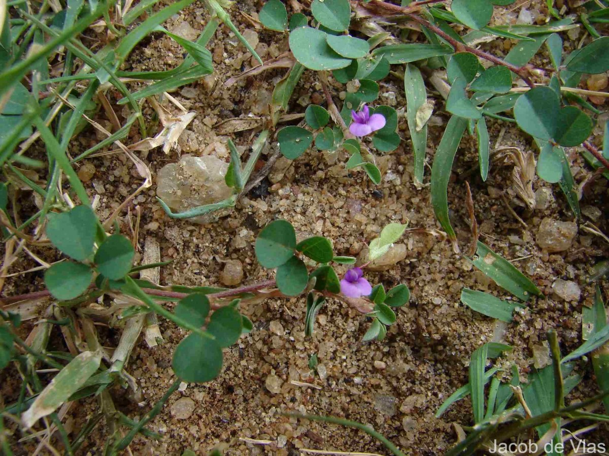 Grona triflora (L.) H.Ohashi & K.Ohashi